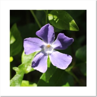 Periwinkle Flower Photograph Posters and Art
